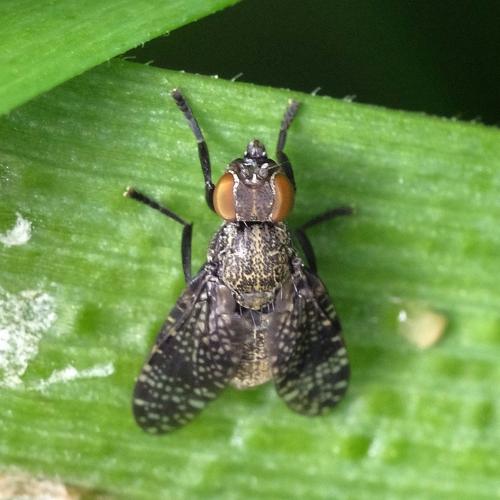 Platystoma seminationis